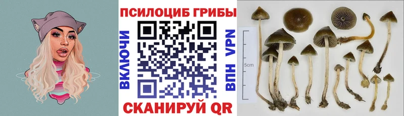 Купить  Кудымкар  Псилоцибиновые грибы Cubensis 